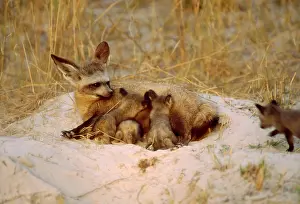 Otocyon: Bat-eared Fox - Suckles her cubs at dusk