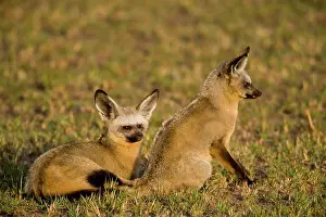Otocyon: Two Bat-eared Foxes (Otocyon megalotis)