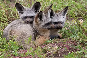 Cuddle: Bat-eared foxes, Serengeti National Park