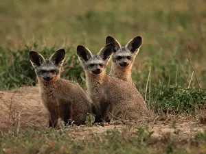 Otocyon: Bat eared Foxes - young
