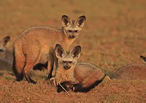 Otocyon: Bat eared Foxes - young