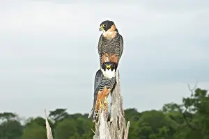 Falconidae: Bat Falcon adults on broken tree