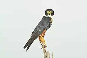 Falconidae: Bat Falcon (Falco rufigularis)