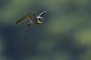 110119: Bat Falcon (Falco rufigularis) flying, Rio Claro