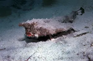 Batfishes: Bat fish