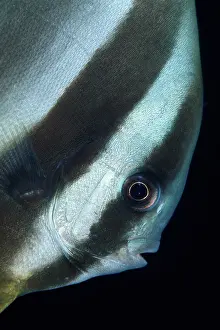 Batfishes: Bat fish portrait, Platax teira, Walindi, West New Britain