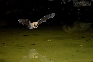 Myotis: Bat - in flight hunting insects over farm pond