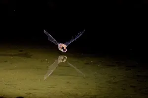 Myotis: Bat - in flight hunting insects over farm pond in Apri