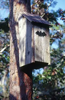Concerns: Bat House