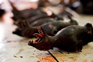 Selling: Bat meat - Tomohon market