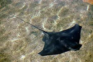 Californicus: BAT RAY