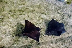 Californicus: BAT RAYS