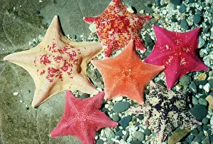 Miniata: Bat Sea Star - group