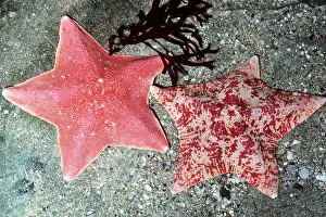 Echinoderms: BAT STARS