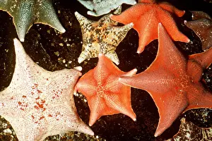 Echinoderms: BAT STARS