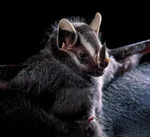 Helleri: Bat