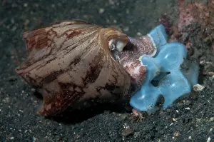 Shell: Bat Volute Shell