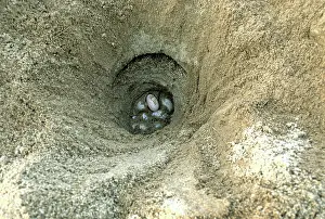 Sandbar: Batagur Eggs