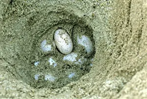 Sandbar: Batagur Eggs