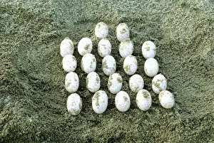 Sandbar: Batagur Eggs