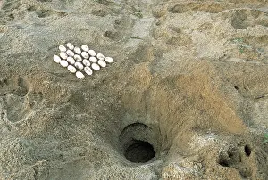 Sandbar: Batagur Eggs