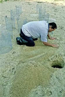 Terrapin: Batagur Hatchery