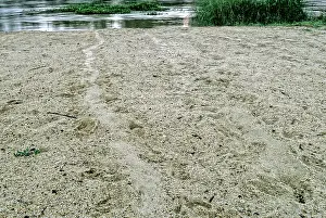 Sandbar: Batagur Tracks