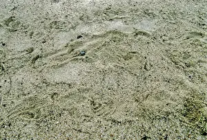 Sandbar: Batagur Tracks