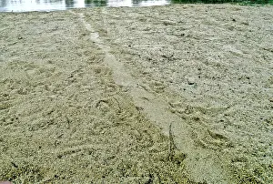 Sandbar: Batagur Tracks