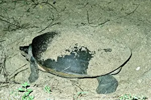 Sandbar: Batagur Turtle