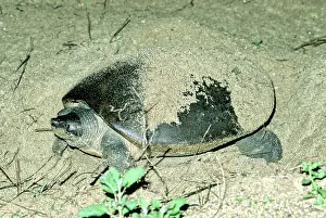 Sandbar: Batagur Turtle