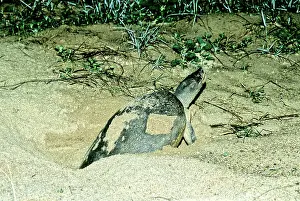 Sandbar: Batagur Turtle