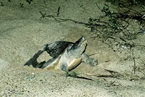 Sandbar: Batagur Turtle