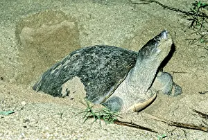 Sandbar: Batagur Turtle