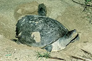 Sandbar: Batagur Turtle