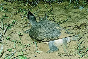 Sandbar: Batagur Turtle