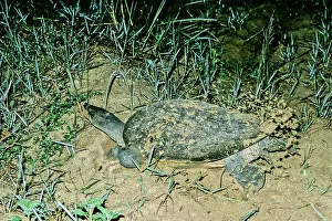 Sandbar: Batagur Turtle