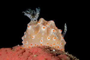 Gill: Batangas Halgerda Nudibranch
