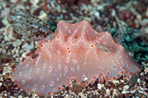 Gill: Batangas Halgerda Nudibranch - Nudi Falls dive site