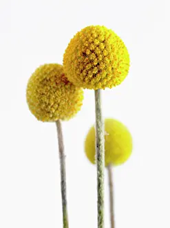 Drumstick: Batchelor's buttons