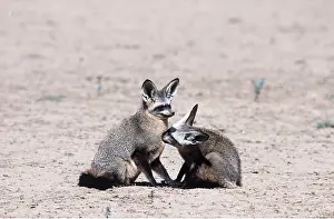 Clem Haagner: BATEARED FOX - grooming mate