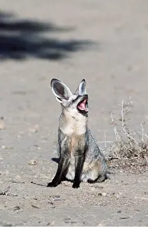 Howling: BATEARED FOX - howling