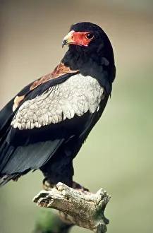 Bateleur: Bateleur
