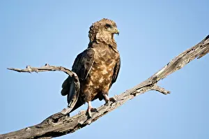 Bateleur: Bateleur - Close up of immature bird on dead branch