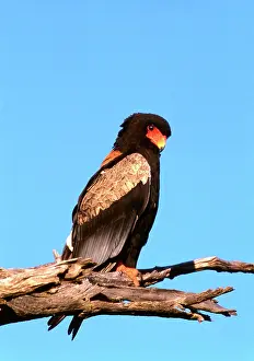 Bateleur: The Bateleur Eagle