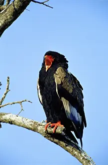 Bateleur: Bateleur Eagle