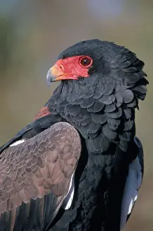 Bateleur: Bateleur Eagle