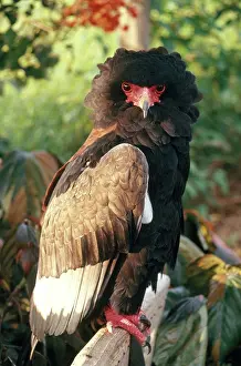 Bateleur: Bateleur Eagle
