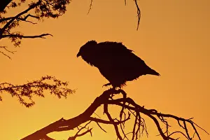 Scrub: Bateleur Eagle