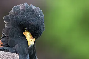 Hampshire: Bateleur Eagle